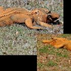 Pourquoi les crocodiles du Népal deviennent-ils orange ?