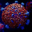 Vidéo | Le génome du coronavirus est-il son talon d'Achille ?