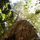 ð La forêt amazonienne un peu moins vulnérable au changement climatique que prévu