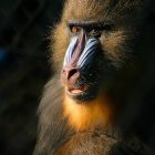Ces primates transmettent aussi à leurs enfants l'hygiène