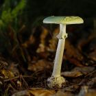 Un antidote inhabituel pour ce champignon, le plus mortel au monde