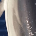 Rare: photographie d'un dauphin doté de pouces