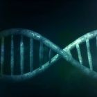 Cette découverte inattendue dans l'ADN d'un cilié remet en question nos connaissances sur la génétique