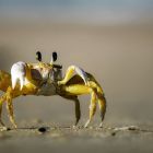 Pourquoi les animaux finissent-ils par évoluer en crabes ?
