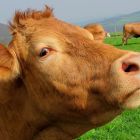 Des vaches génétiquement modifiées pour rejeter moins de méthane