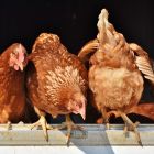 De l'électricité à partir de... plumes de poulet: une révolution pour les piles à combustible