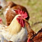 Des poulets génétiquement modifiés pour résister à la grippe aviaire