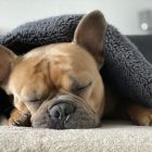 Les chiens sont capables de vous écouter pendant leur sommeil