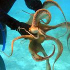 Découverte: la pieuvre change son code génétique pour s'adapter à la température de l'eau