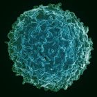 Découverte de nouveaux mécanismes immunitaires: vers un vaccin contre le cancer ?