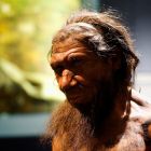 ð COVID-19: Un facteur de risque lié à l'homme de Néandertal ?