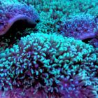 Un 6e blanchiment massif pour la Grande Barrière de corail