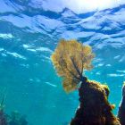 Les aires marines protégées luttent contre les effets du changement climatique