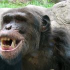 Coexistence pacifique entre chimpanzés et gorilles
