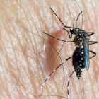 Combattre les maladies infectieuses par des moustiques génétiquement modifiés ?