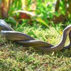 Surprenante découverte sur le(s) clitoris des serpents
