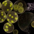 Evolution: le mystère du passage de l'unicellulaire au multicellulaire