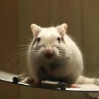 Chez les souris, les mâles sont plus erratiques