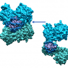 ð Coronavirus SARS-CoV-2: des simulations dévoilent comment une de ses protéines s'arrime à notre ARN