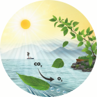 La photosynthèse: une propulsion 100% bio pour des micro-objets