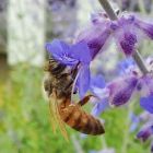Pollution à l'ozone: les abeilles ne se rappellent plus comment faire la différence entre les parfums de fleurs