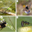 Les scientifiques lancent l'alerte à propos de l'impact du dérèglement climatique sur les insectes