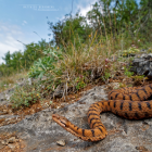Pour résister à la sécheresse, les serpents traquent l'humidité de leurs habitats