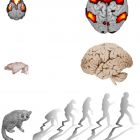 Comment fonctionne le cerveau du plus petit primate du monde ?