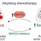 SMYD3 régule la sensibilité à la chimiothérapie du cancer du poumon à petites cellules
