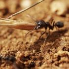 Les fourmis restaurent les pelouses sèches méditerranéennes