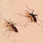 ð Zika: un moustique plus permissif au virus a facilité l'épidémie
