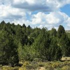 ð Etablissement spontané de forêts en Europe: une opportunité pour la préservation et la gestion des paysages