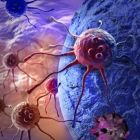 Une découverte ouvre la voie à de nouveaux traitements d'immunothérapie plus efficaces