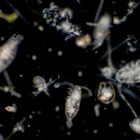 Découverte de virus encore jamais vus prospérant dans les océans: quels impacts ?