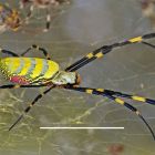 Etats-Unis: invasion d'araignées géantes au comportement inhabituel