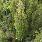 Un gigantesque arbre de 102 mètres découvert dans le plus profond canyon du monde