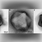 D'étranges virus géants aux formes géométriques découverts dans une forêt