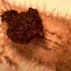 Ces larves de scarabée-tortue ont un anus télescopique, et l'utilisent avec ingéniosité (vidéos)