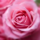 Le parfum perdu des roses: une énigme résolue par la science