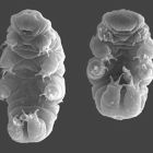 Finalement, comment les tardigrades se séduisent et se reproduisent ?