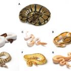 Nouvelle compréhension de la coloration des serpents