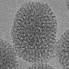 Une nouvelle nanoparticule pour agir au coeur des cellules
