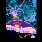 Des neurones qui communiquent avec le système immunitaire grâce à la nanophotonique