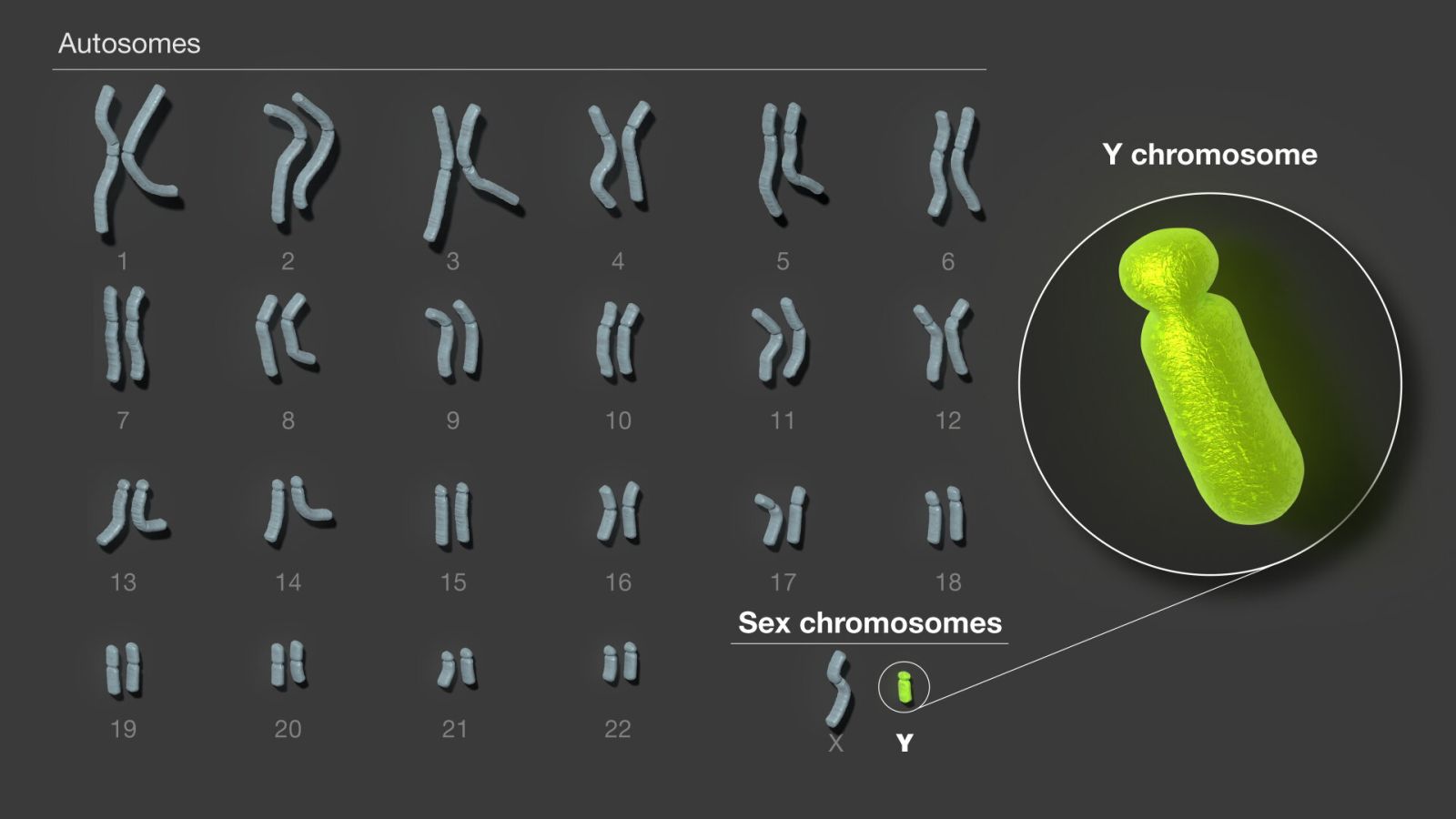 📰 O cromossomo Y humano finalmente foi completamente sequenciado